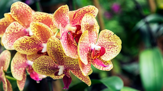 singapur-orchid-park