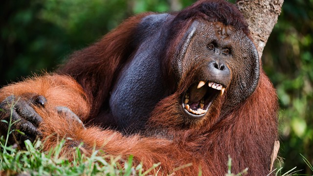 orangutanpark-malaysia