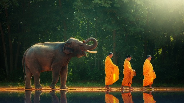 thai-elephant